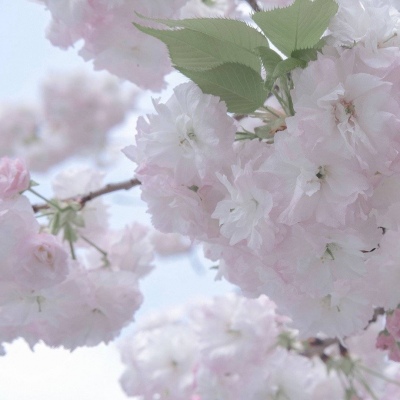 Furry兽设临摹素材福瑞交流群